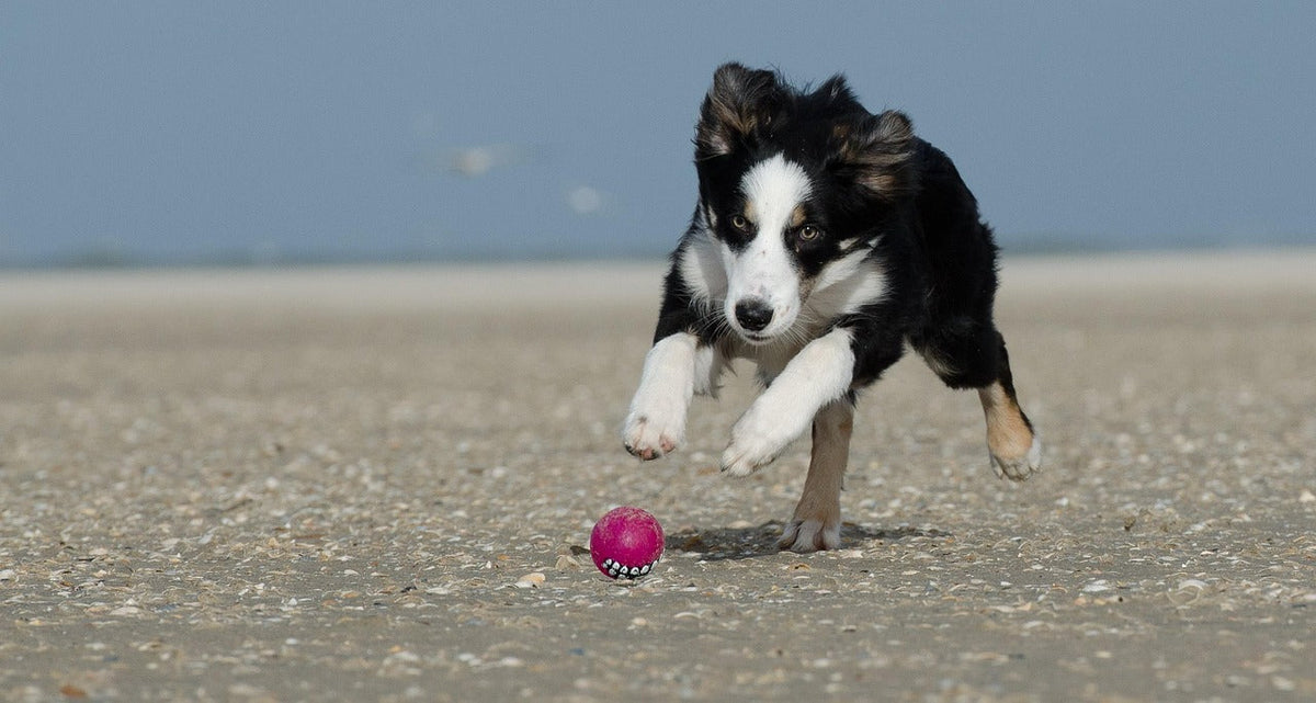 Ball obsessed dog showing addictive behaviour and hypervigilance