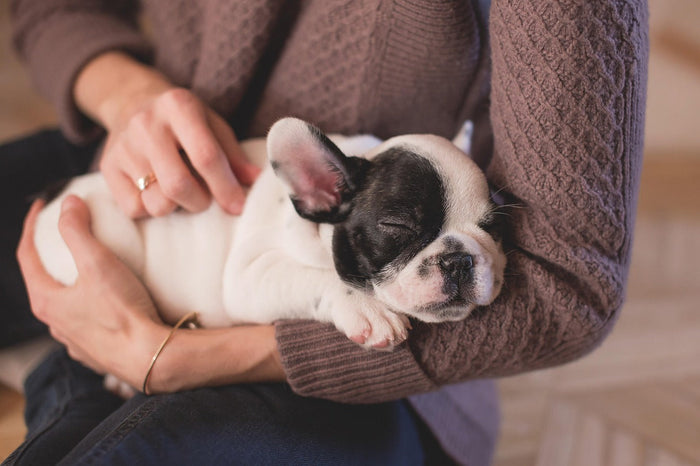Dog and human bond  showing heart rate synchronisation and emotional bond