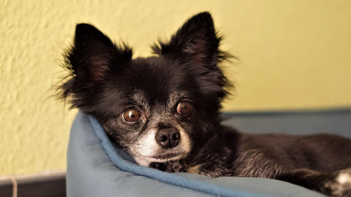 Senior dog good quality of life