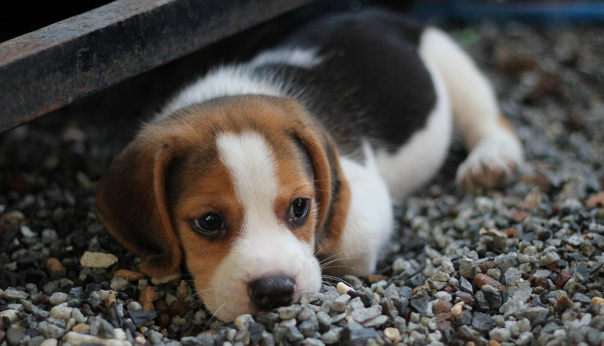 Puppy trauma affecting rescue dog behaviour and fearfulness