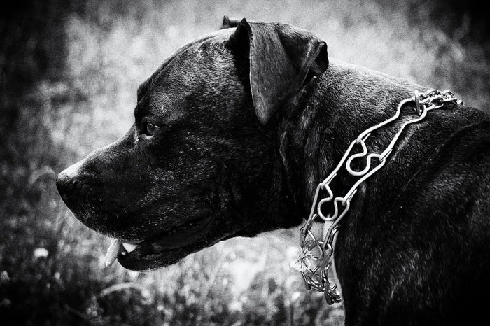 How A Prong Collar Works!