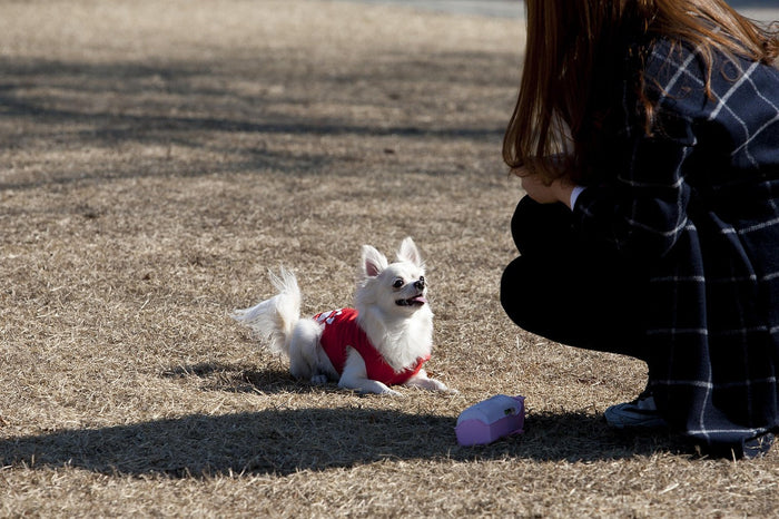 Dog guardianship showing thoughtful care and meeting dog needs