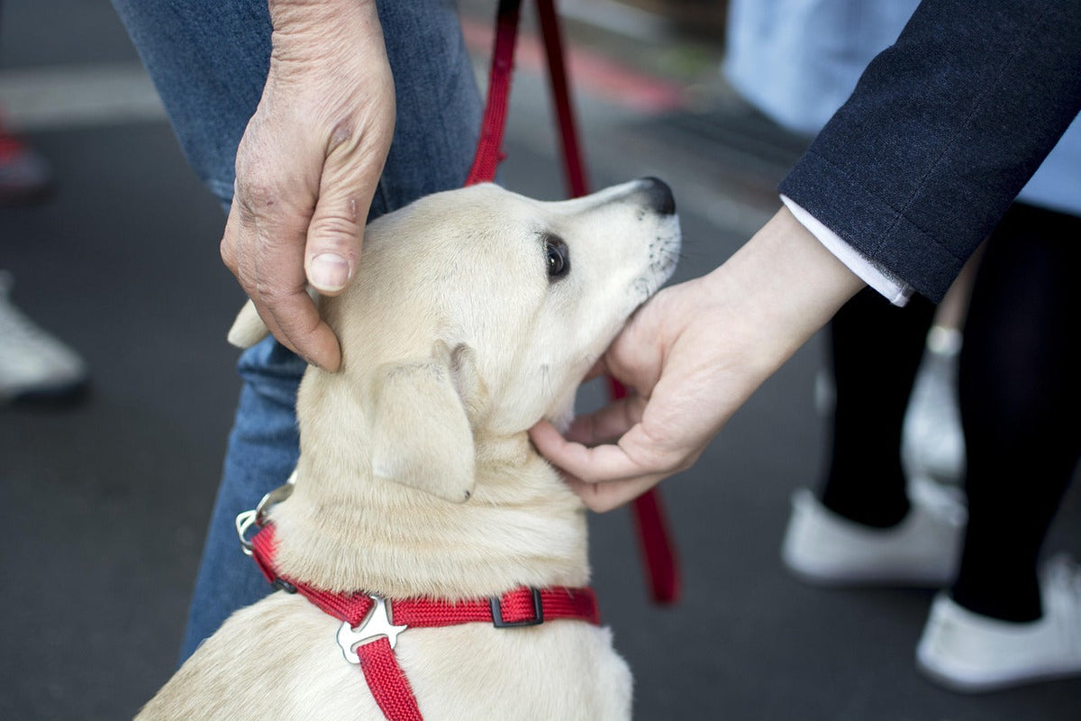 Infographic showing dog body language signals of discomfort