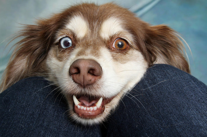 Dog body language showing why dogs stare at their guardians