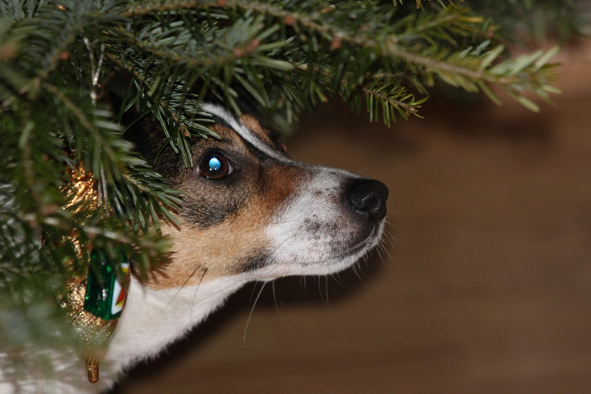 Canine cognitive bias showing optimistic vs pessimistic dog responses