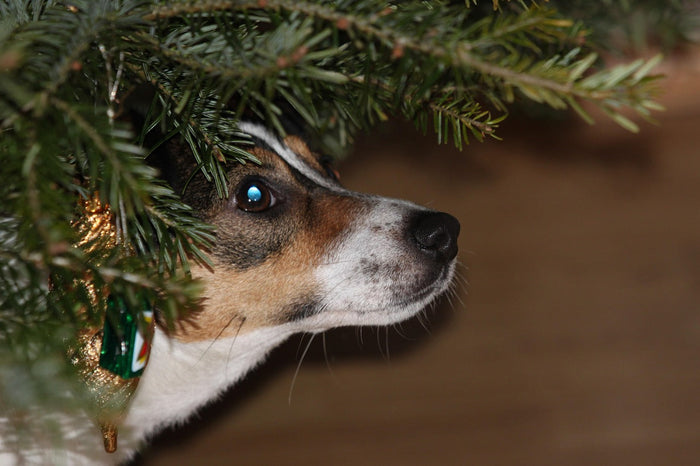Canine cognitive bias showing optimistic vs pessimistic dog responses