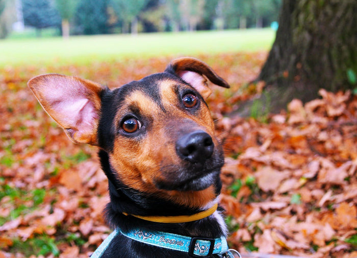 E-Collars and the Silent Fallout: Research on Shock Collar Damage