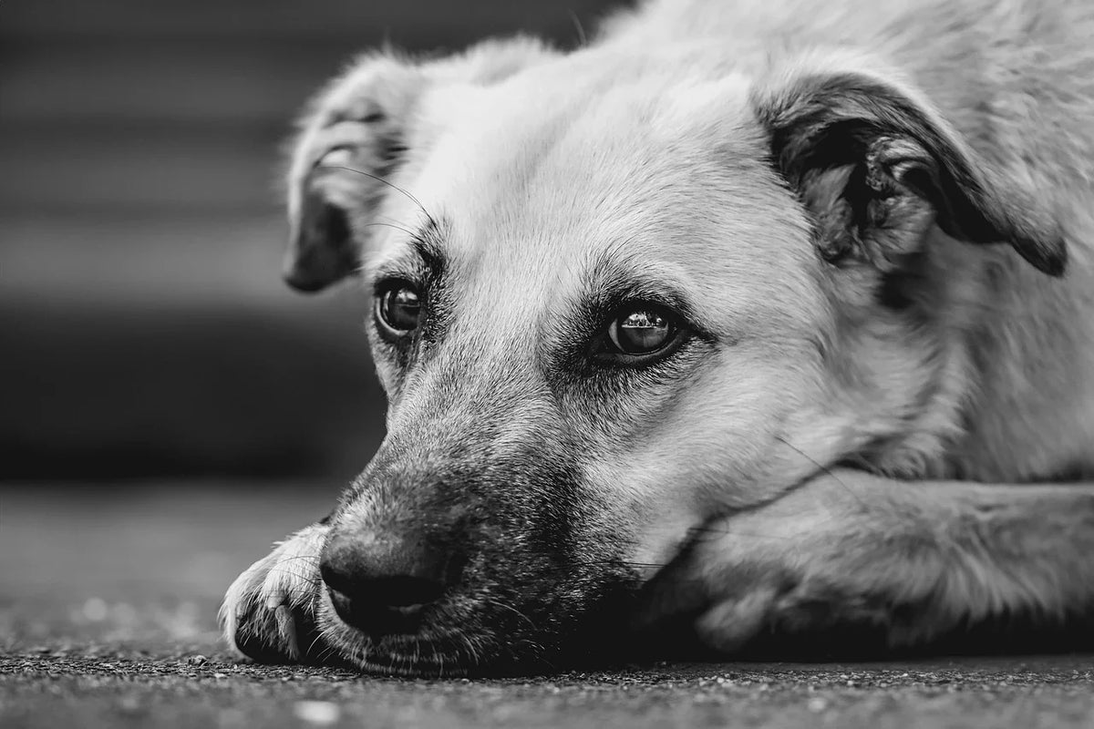 Reactive Dog