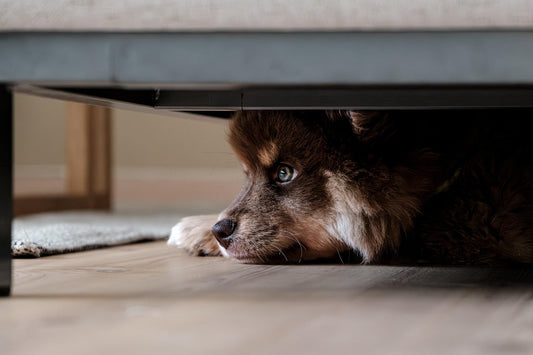 Scared dog body language showing triggers and fear responses