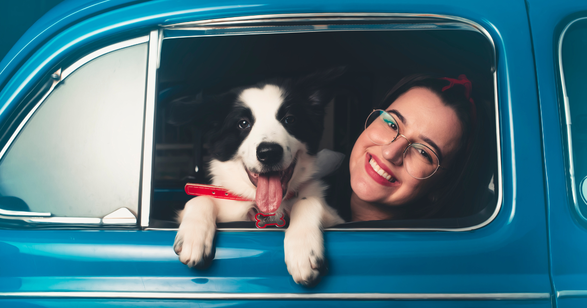 Understanding the dog guardian bond through attachment theory