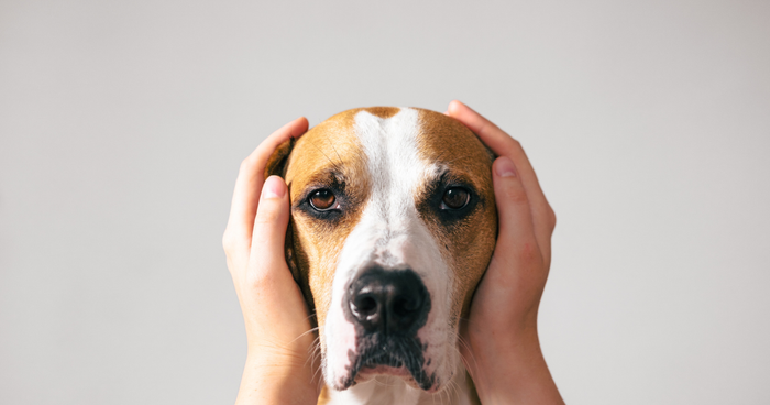 Dog fear generalisation spreading from fireworks to other sounds