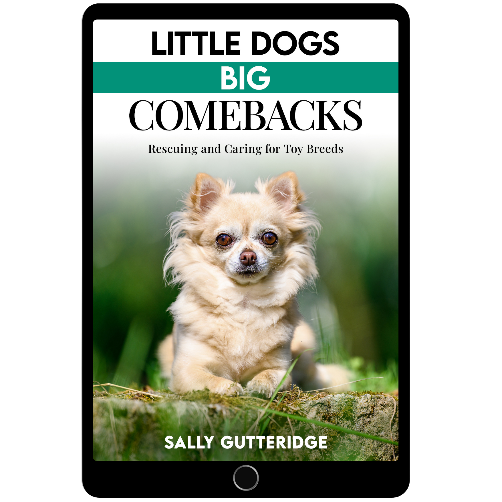 Little Dogs Big Comebacks