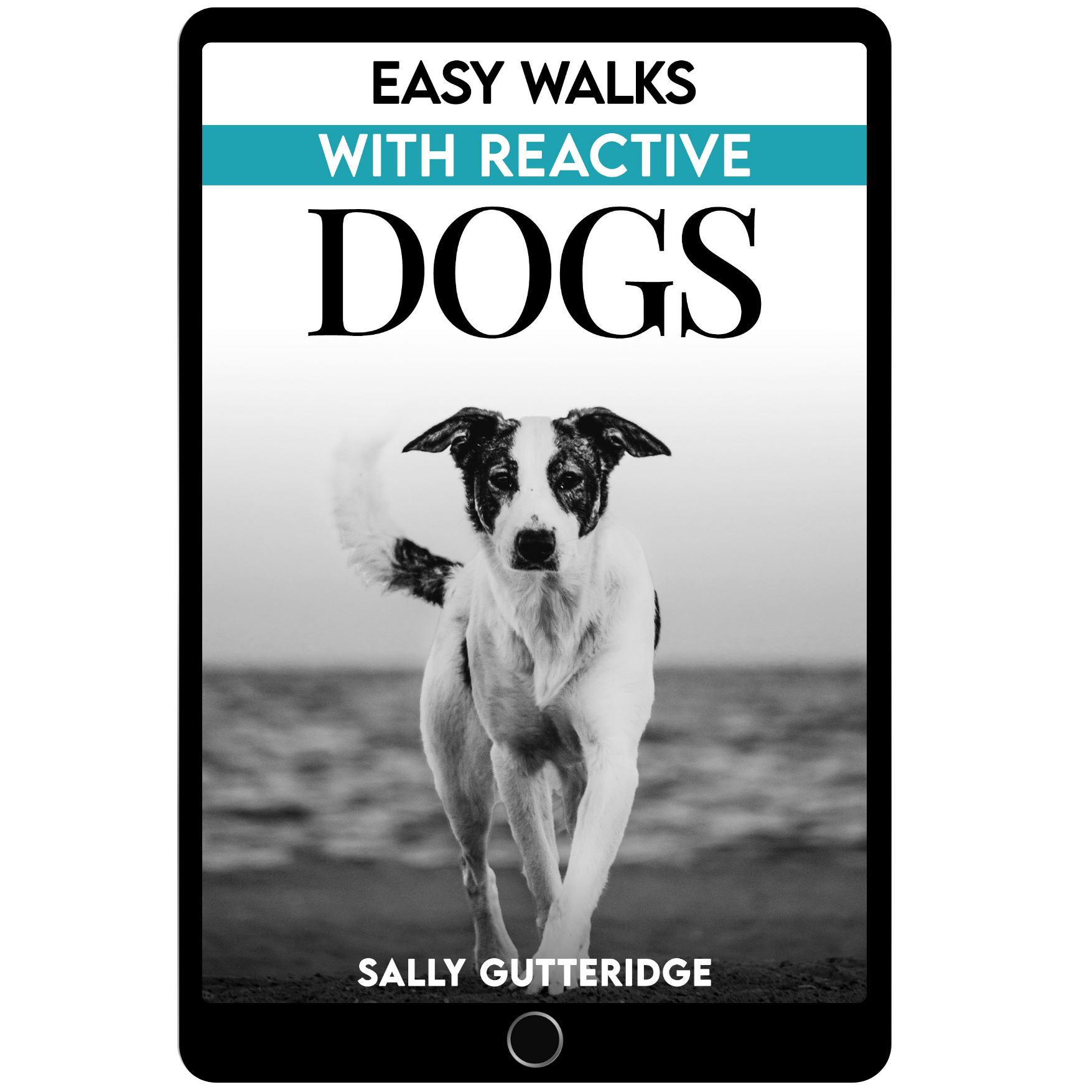 Easy Walks With Reactive Dogs.